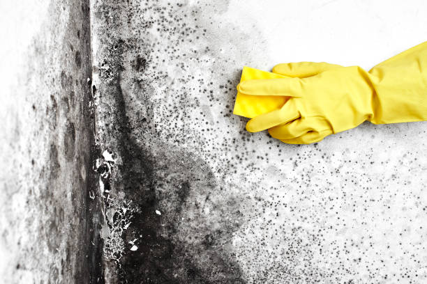 Attic Mold Removal in West Bountiful, UT