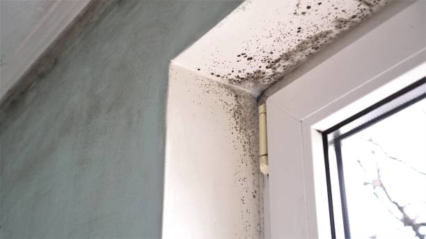 Best Office Mold Removal Services  in West Bountiful, UT