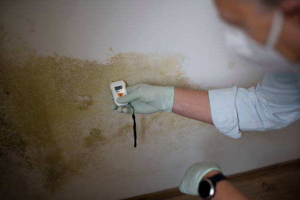 West Bountiful, UT Mold Removal Company