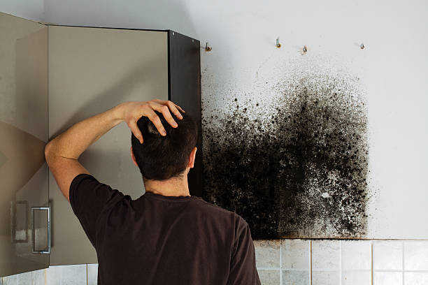 Mold Removal and Inspection in West Bountiful, UT