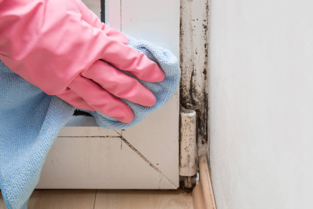 Best Commercial Mold Removal  in West Bountiful, UT